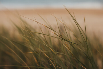 Fototapeta premium field of wheat