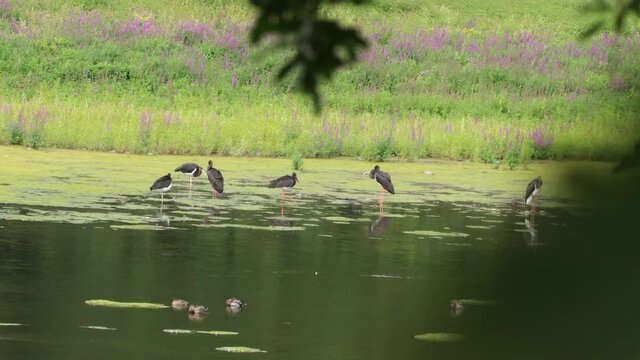 Sechs Schwarzst&ouml;rche (Ciconia nigra) am Edersee 