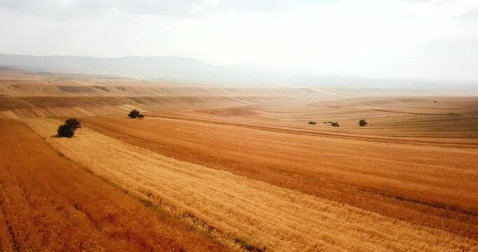 Aerial fly move on golden yellow wheat farm field hills with alone single tree and bright day light landscape of mountain in summer season in Qazvin Kuhin Iran