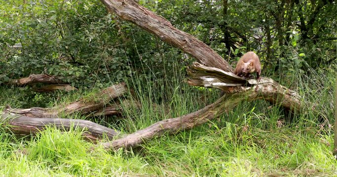 pine marten, Martes martes, action wide shots of it moving up and down tree trunk feeding and looking.