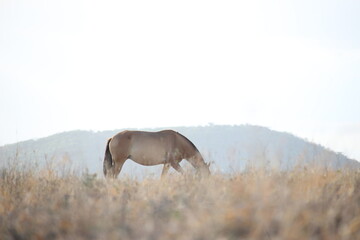 horse in the field