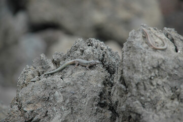 Grey Lizard on the rocks