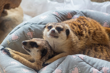Meerkat on a doggie bed cuddling up with it's meerkat friend at the zoo.