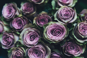 Bunch of roses