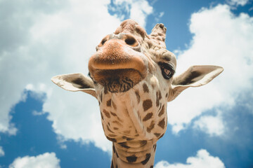 Fototapeta premium giraffe2
