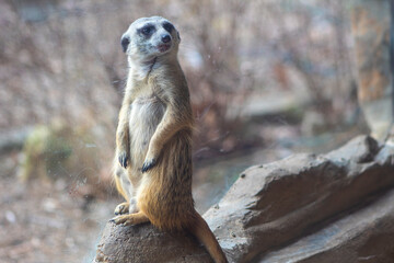 Fototapeta premium A meerkat in guarding stance keeps watch at the zoo.