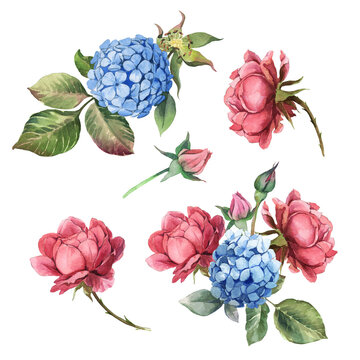 Watercolor realistic flowers: pink rose and blue hydrangea with leaves isolated on white background.
