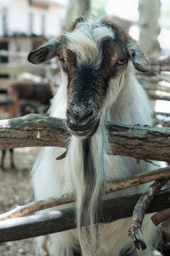 Old sheep with a long beard