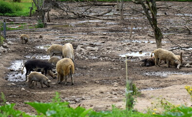 Wollschweine auf einer Schweinekoppel