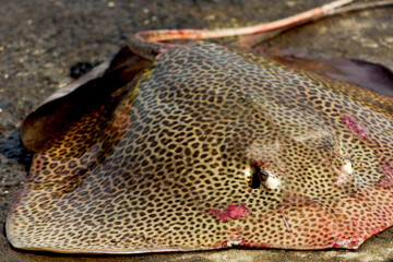 Sting ray catch at the docks