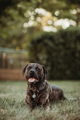 mixed breed dog