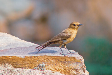 Sun kissed Bird sitting on a rock