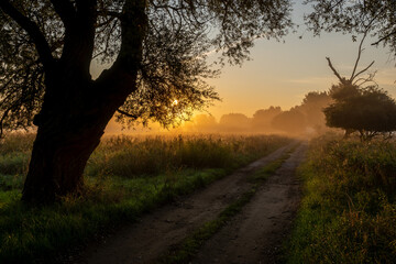 Fototapeta na wymiar dirt road on a sunny, foggy autumn morning