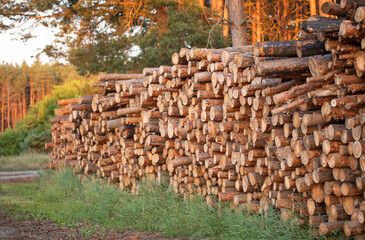 Freshly cut tree trunks lie in a stack on the edge of a pine forest.