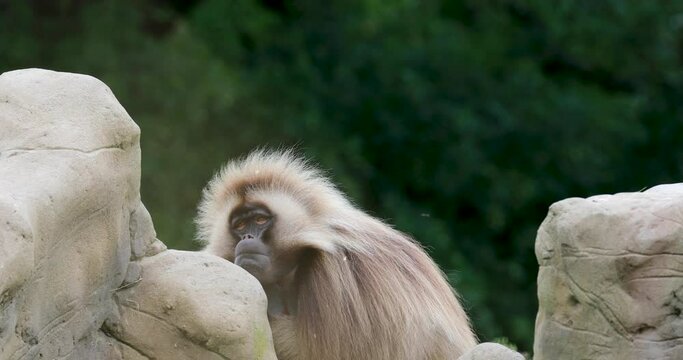 Gelada, Theropithecus gelada, resting on rocks with tree background making funny faces.
