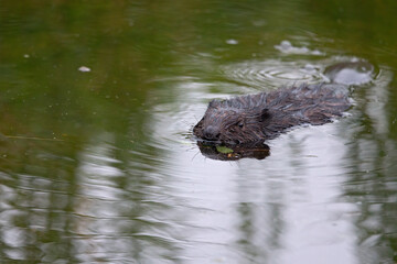 A close-up picture of a Eurasian beaver (Castor fiber) eating and swimming in calm water.