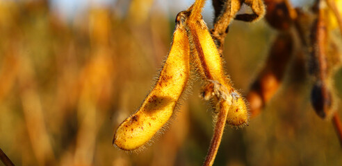 Soybean fields. Ripe yellow soybean pods at sunrise. Blurred background. The concept of a good harvest. Macro