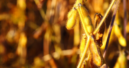 Soybean fields. Ripe yellow soybean pods at sunrise. Blurred background. The concept of a good harvest. Macro