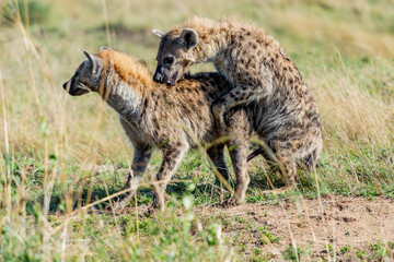 Two Hyenas Mating in Masai Mara National Reserve
