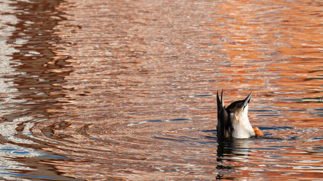 Female Mallard Duck, Male, Head Under Water Feeding With Webbed Feet Splashing To Provide Stability