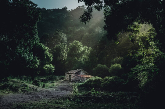 Paisaje misterioso en bosque al atardecer con casa en el fondo
