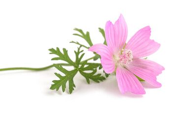 Greater musk mallow © Scisetti Alfio