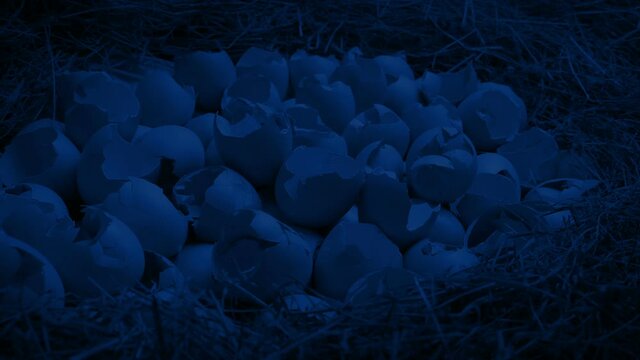 Passing Hatched Broken Eggs Nest At Night