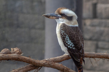 kookaburra bird on a perch standing upright in sunny weather.