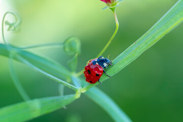 Beautiful Ladybug on dandelion defocused background