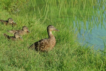 brown wild ducks in green grass by the water by the lake
