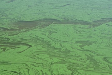 green background from the polluted water of the reservoir