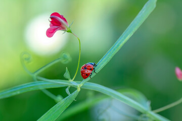 Obraz premium Beautiful Ladybug on dandelion defocused background