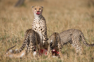 Cheetah and Cubs with Gazelle Kill, Masai Mara Reserve, Kenya