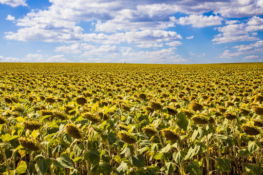 Vast Sunflower Field Under The Blue Sky With White Clouds. No People