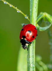 Beautiful Ladybug on dandelion defocused background