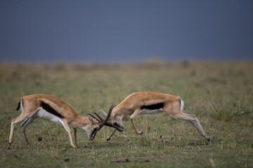 Thomson Gazelle Fight, Masai Mara Game Reserve