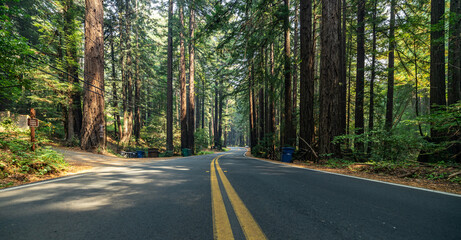 The sun's rays shine through tall sequoias overlooking the old Redwood Highway, which is just off...