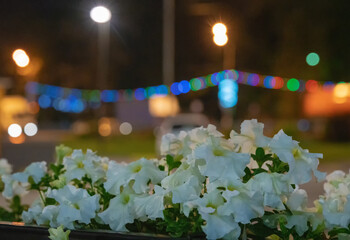 petunia flowers at night ( decoration of some cafe)
