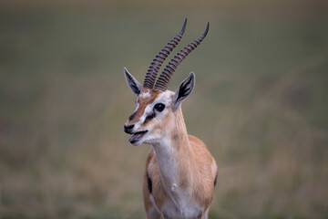 Naklejka na ściany i meble Thomson Gazelle Fight, Masai Mara Game Reserve