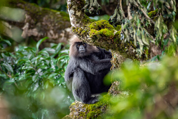 Nilgiri Langur in the Wild