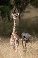 Obraz na płótnie Canvas Giraffes, Masai Mara Game Reserve, Kenya