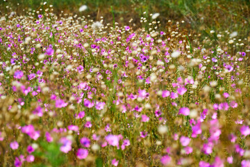 Fototapeta premium beautiful summer landscape with pink wild flowers