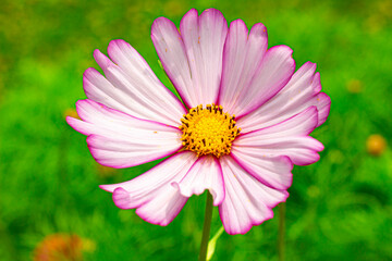 Fototapeta premium Cosmos Flower Power
