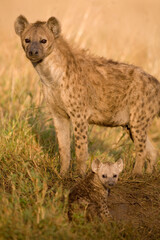 Fototapeta premium Spotted Hyena and Pup, Masai Mara Game Reserve, Kenya