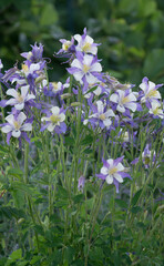 columbines