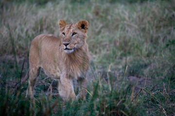 Lion, Masai Mara Game Reserve, Kenya