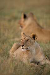 Fototapeta na wymiar Lion, Masai Mara Game Reserve, Kenya