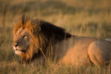 Male Lion at Dawn, Masai Mara Game Reserve, Kenya
