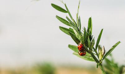 ladybug on grass