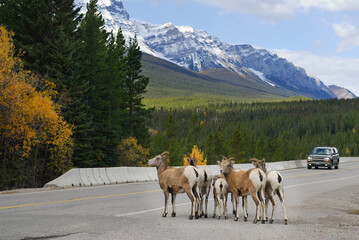 Cautious Bighorn mountain sheep on roadway in Banff National Park